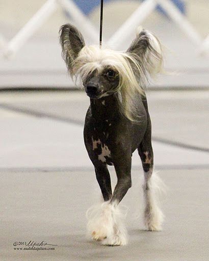 Sirius-Pop-Hi-Life Technicolor