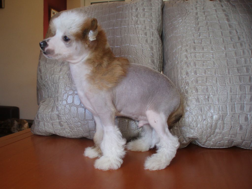 atxarrea infine plan