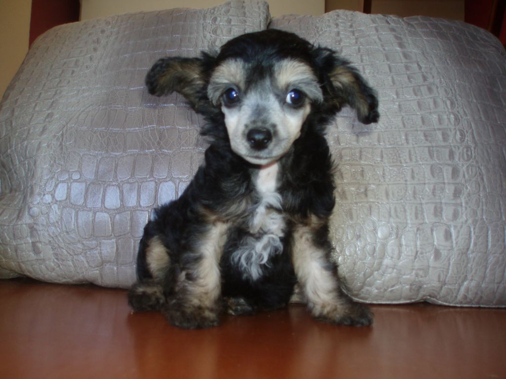 atxarrea of love of shade