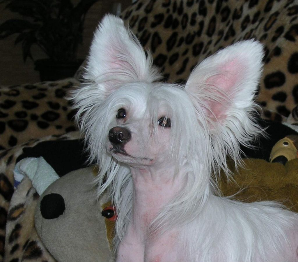 Leon Fleur De Lis Mario