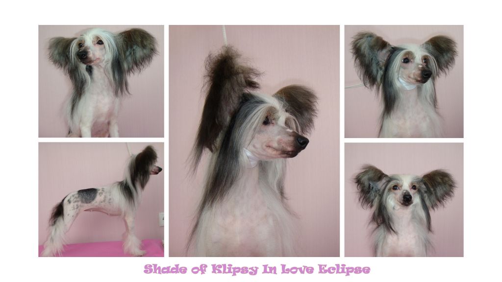 Shade of Klipsy in Love Eclipse