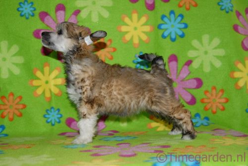 Timegarden Honey Maid