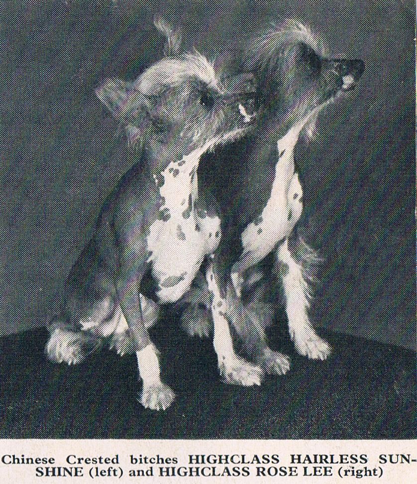 Highclass Hairless Rose Lee