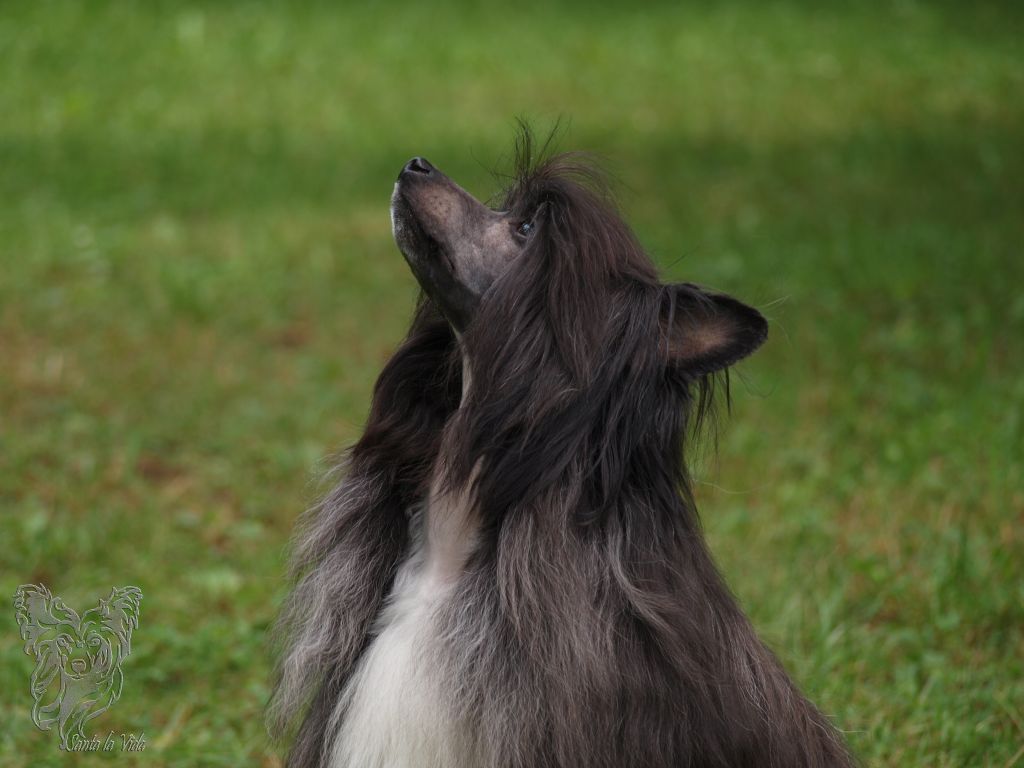 All in Stars Santa la Vida