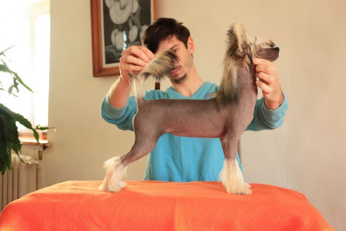 Miss Sajgon Next Germanika