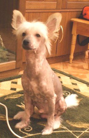 Schelkovoe Serdce Tekila Jazz