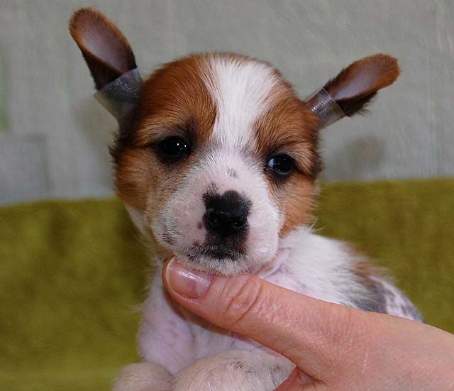 Schelkovoe Serdce Trufaldino