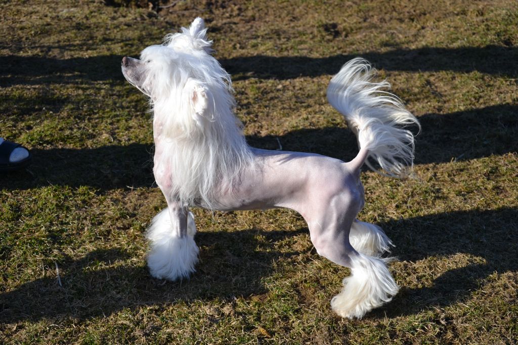 De La Mahafu's Miss Indira