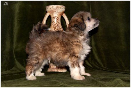 Mashama Mazi Rus Jauhar Kioja