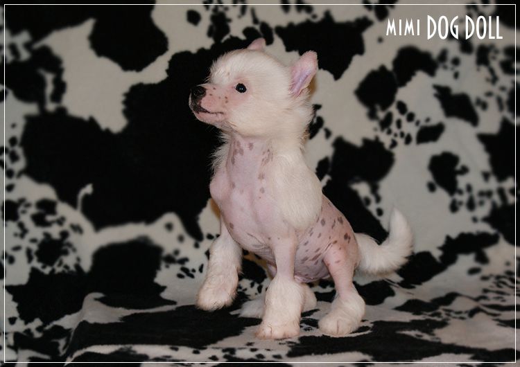 Mimi Dog Doll Crystal Victory