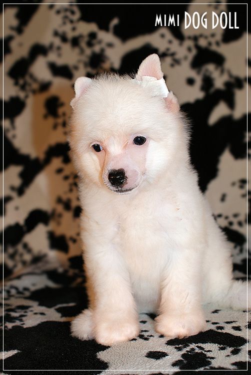 Mimi Dog Doll Crown Diamond