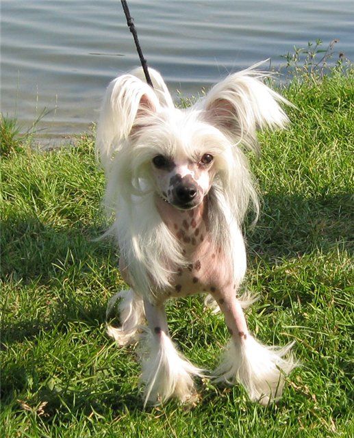 Apriori Vip Bora Bora Angelocheck.