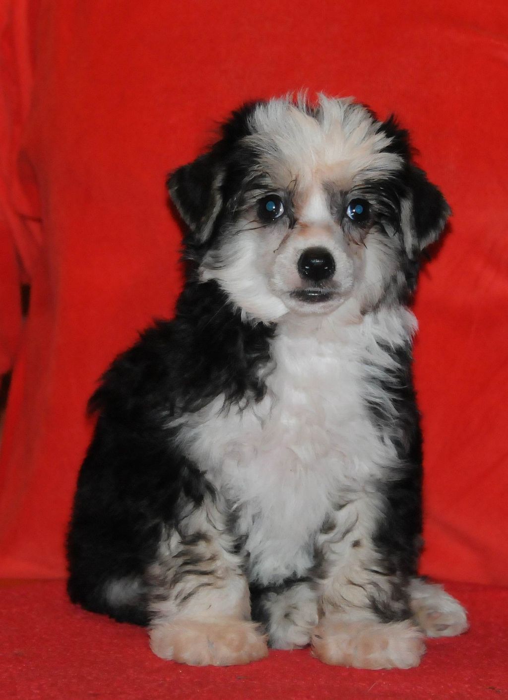 Sasquehanna (fci) PARKOUR