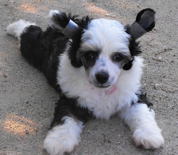 Odin z kamilova dvora