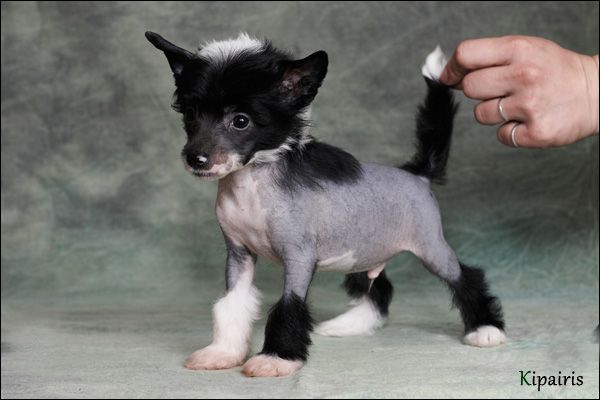 Mashama Mazi Rus Gambera