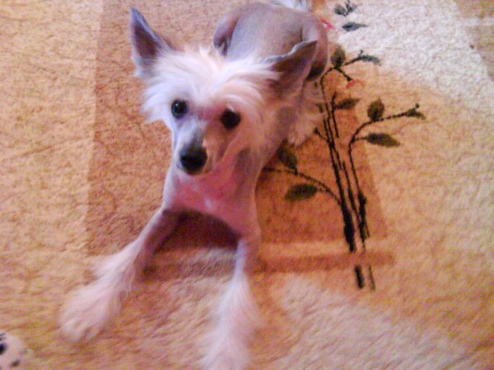 Shou Krokodail Sharada Noch