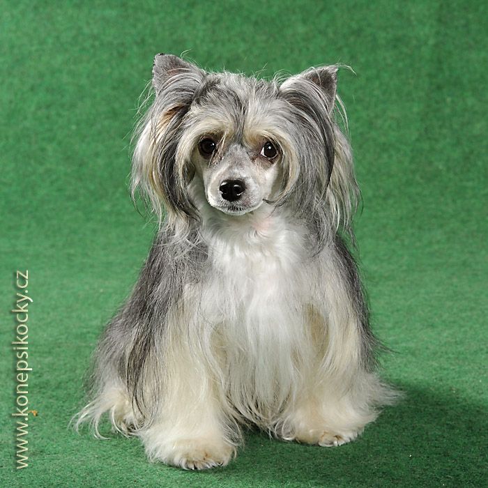 Bellinda z Pulnocního dvora