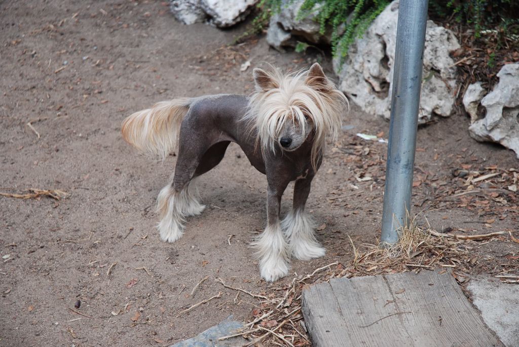 Gone With The Wind Della Castafiore