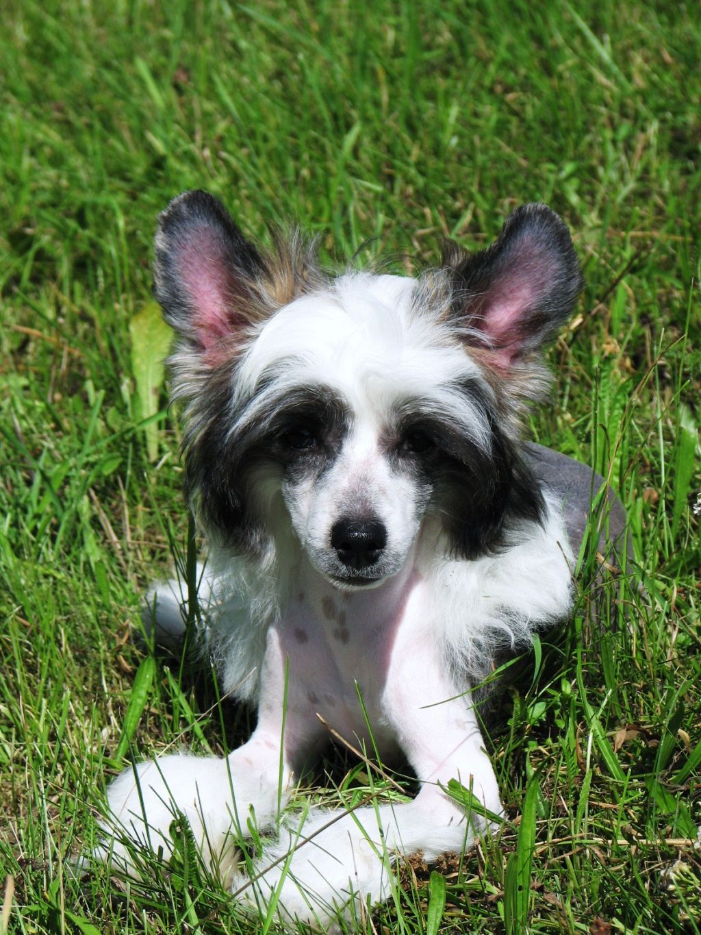 Altaro Dream Hoard Gold