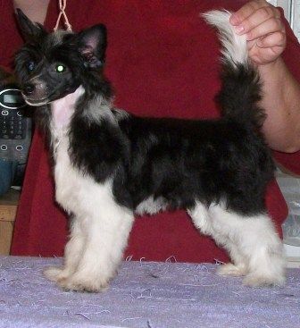 Mosaic's Hello Dolly