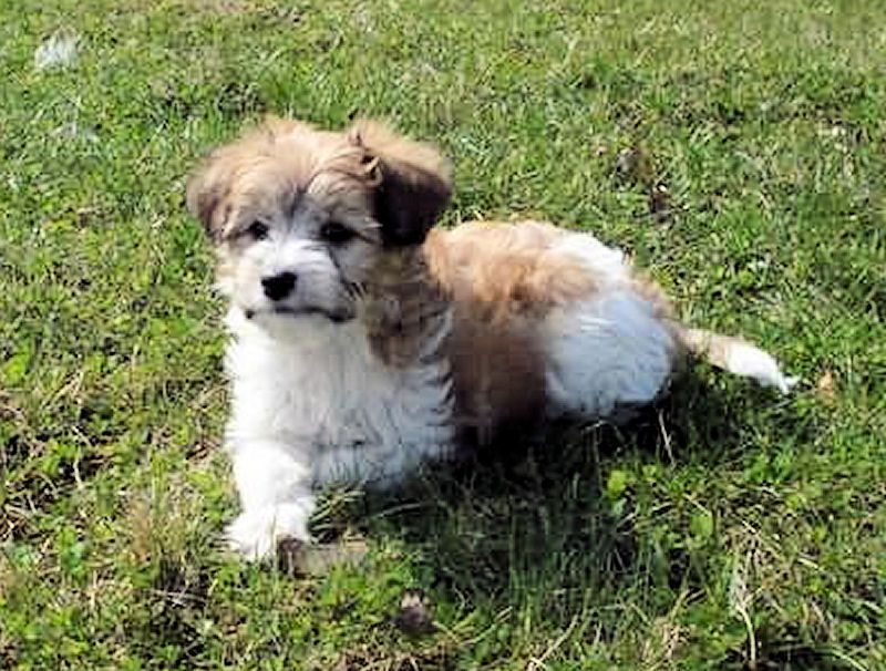 Amorek Z Ogrodu Fiony