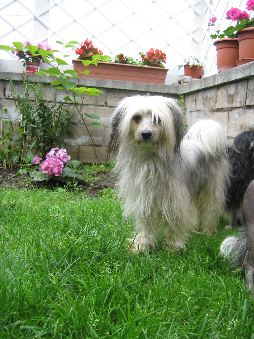 Kedveshazi Pip Larsson