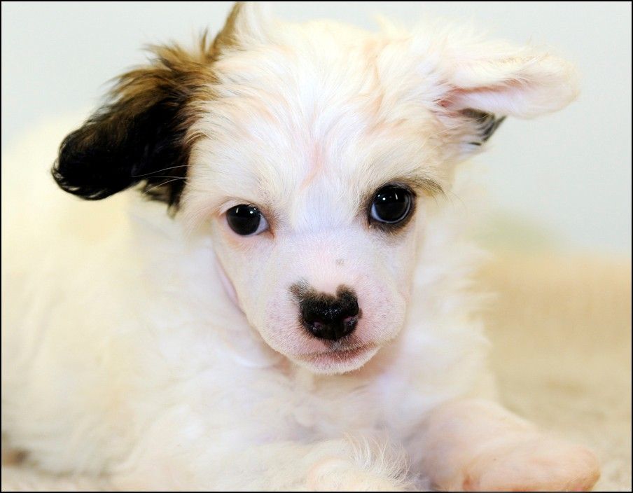 Cipracrest's Never A Dull Moment