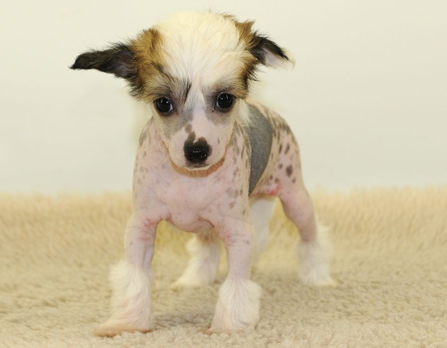 Cipracrest's No Shit Sherlock