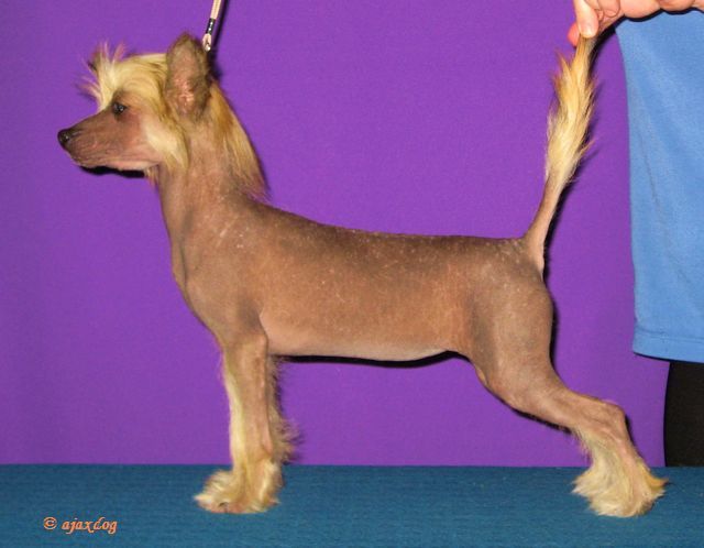 Valentinka iz Jablonevogo Sada