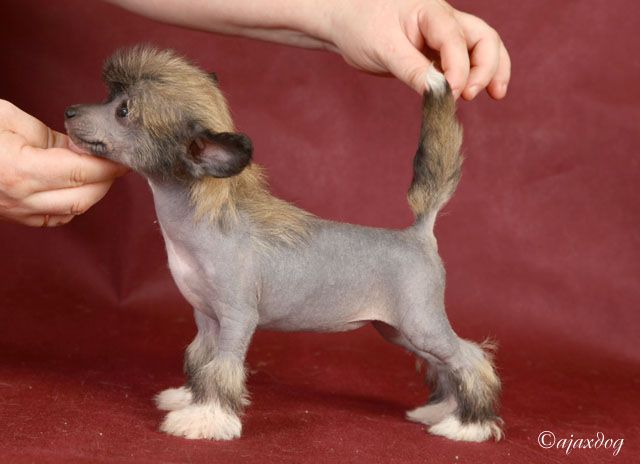 Gospozha Udachi iz Jablonevogo Sada