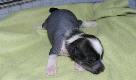 Jaba Top Model De Rama