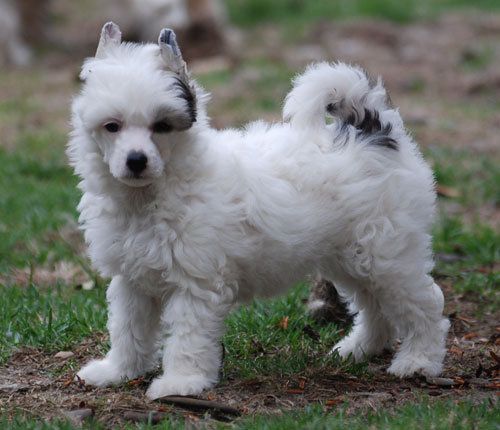 Amyfield Makes My Heart Go Boom