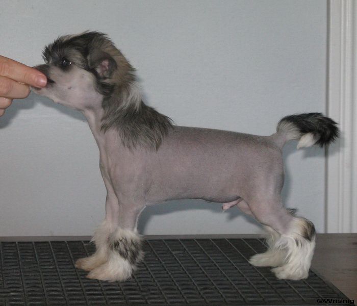 Twice as Nice Twist of Faith 