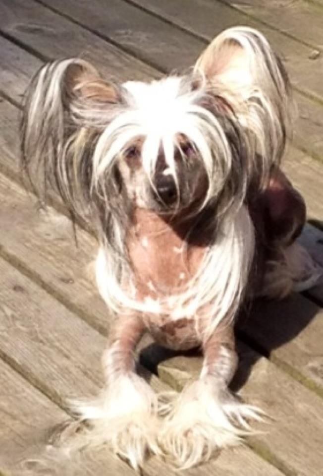 Smedbys Jameson Crested Ten