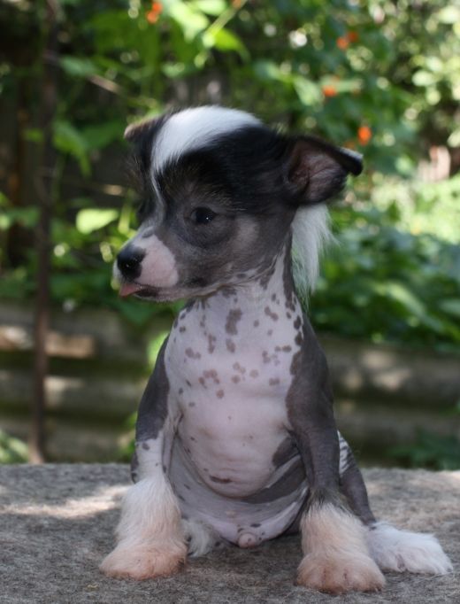 Angel O' Check Ziganskii Baron