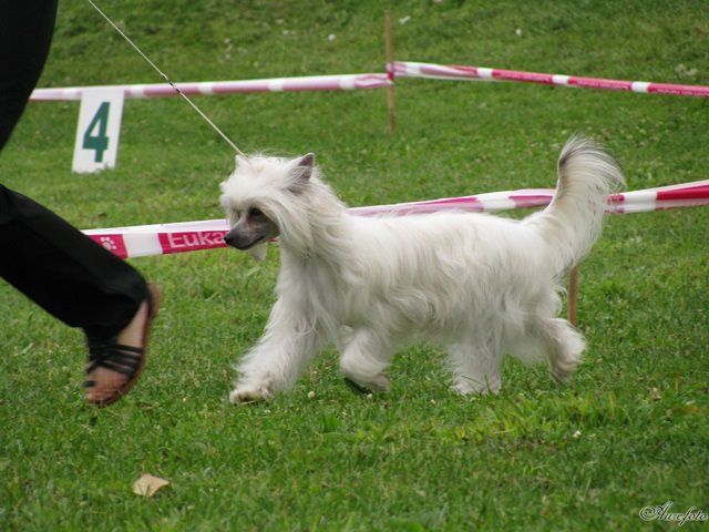 Burgundy Princess Imperija