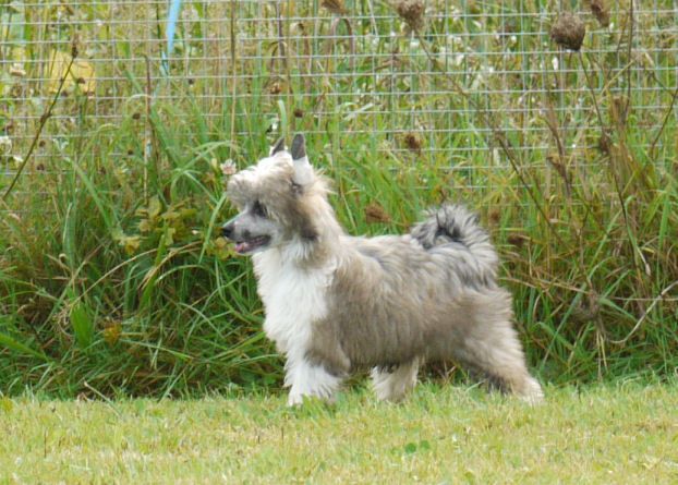 Digital Djo Djo Little Charmings