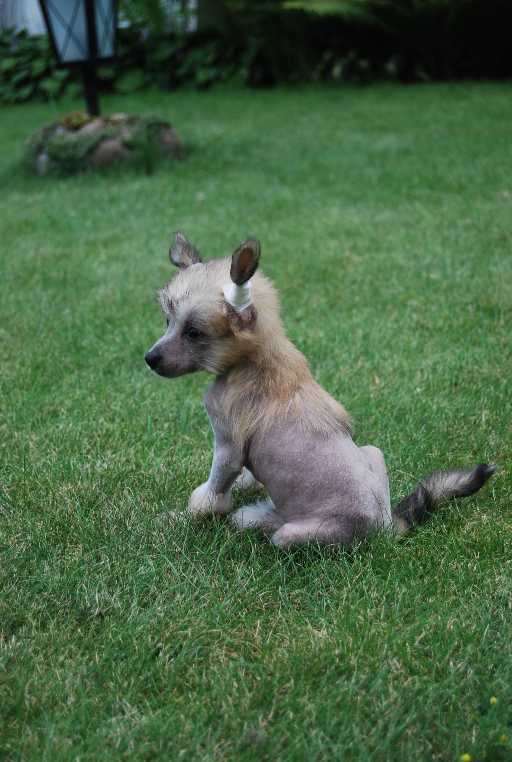 Fauna Exotic Dinaburg