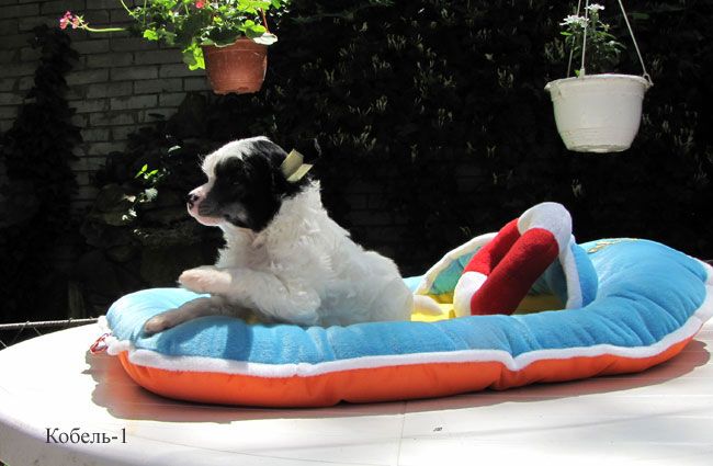 Bi-lav Plus Daedal Magic