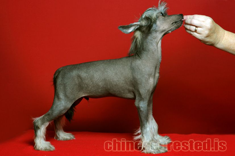 Practical Hero Brad Pitt