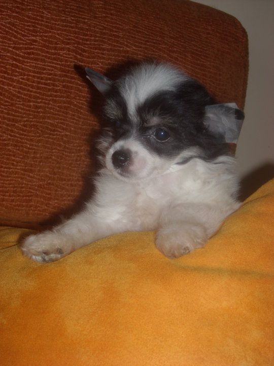 Escan Del Templo de los Dioses