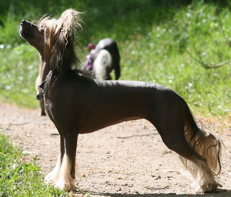 Shadow White Blackberry