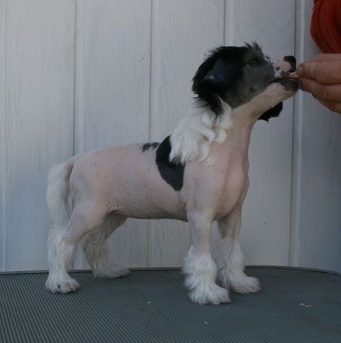 Proud Pony U've Got That Something