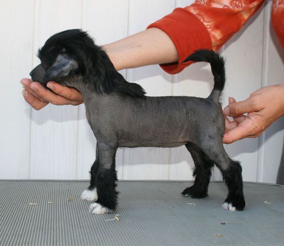 Proud Pony U Are Always On My Mind