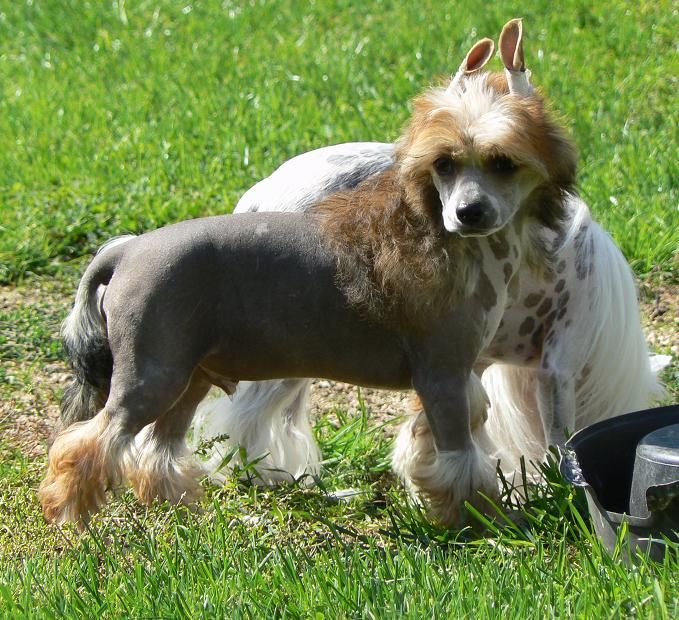 Berry Little Sweetie