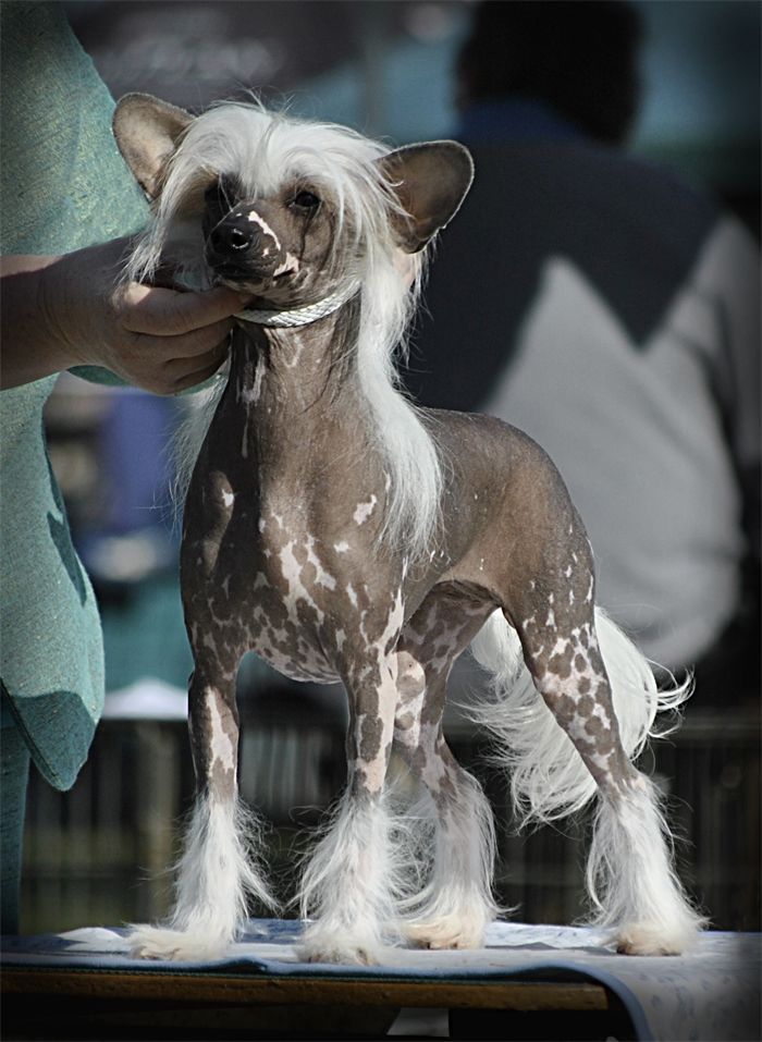 Entourage Professional Widow