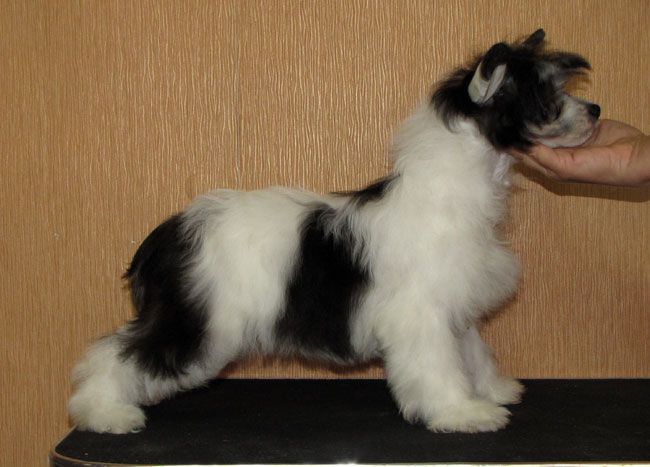 Bi-lav Plus Germiona