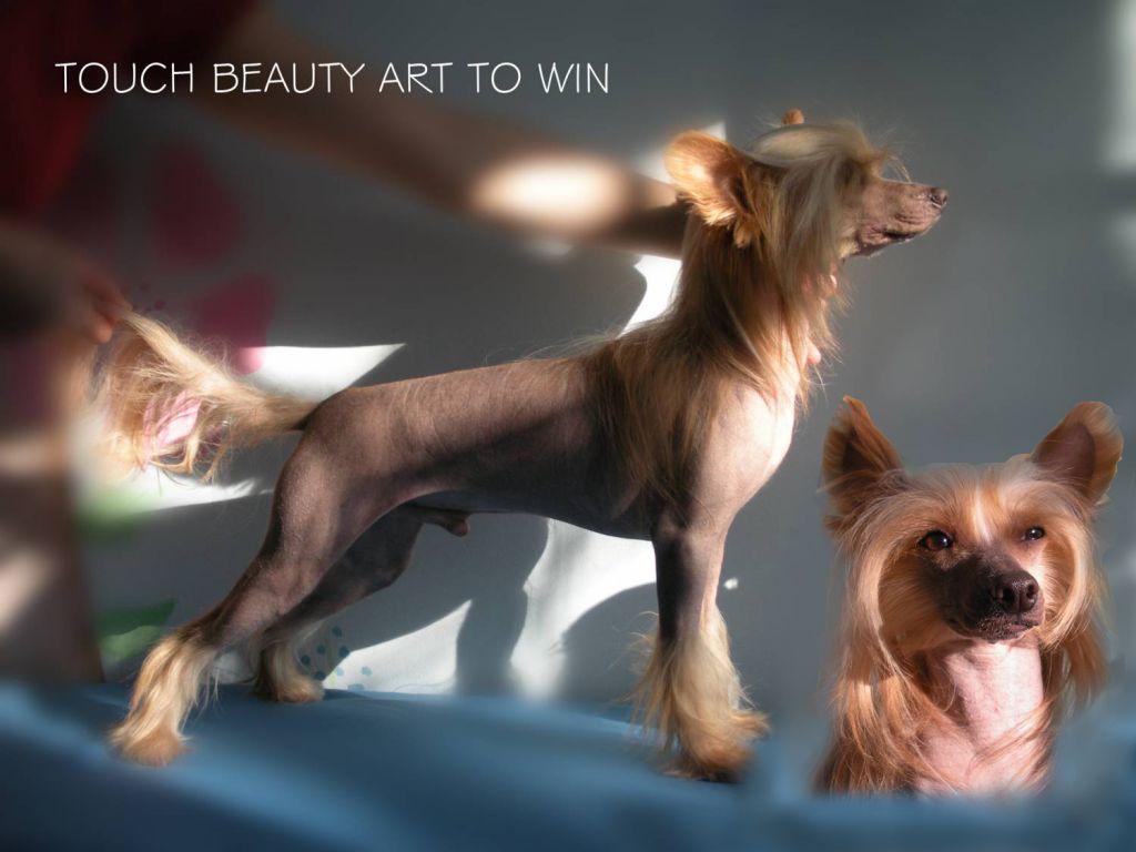 Touch Beauty Art To Win