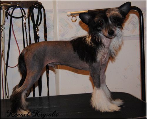 Krysolit First Choise