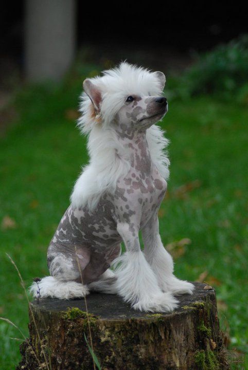 Krysolit Forever Young